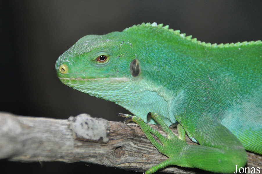 Brachylophus bulabula