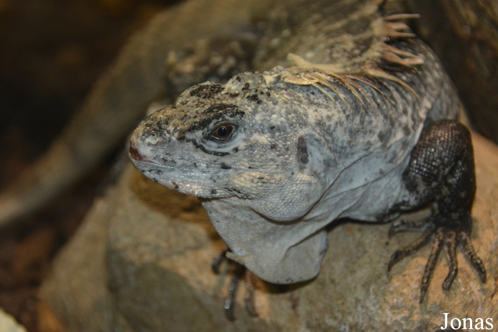 Ctenosaura bakeri