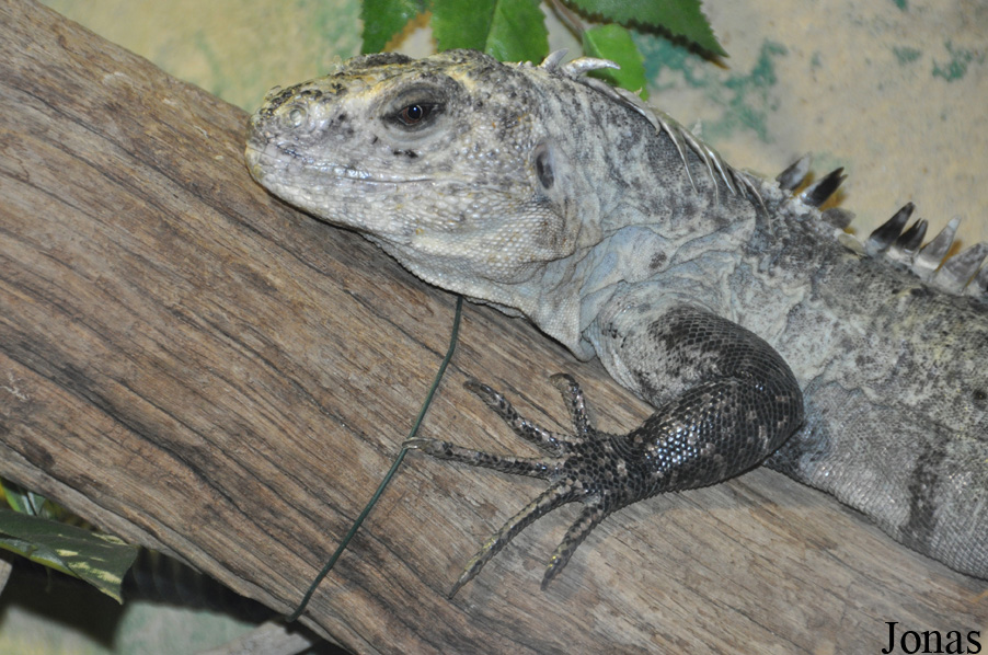 Ctenosaura bakeri