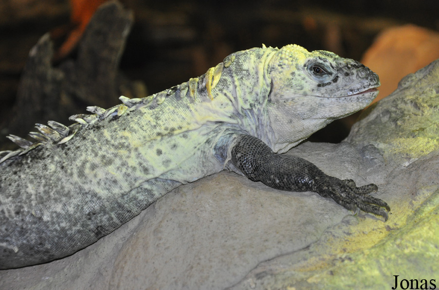 Ctenosaura bakeri