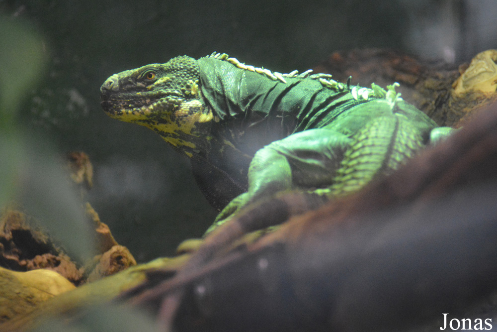 Ctenosaura melanosterna