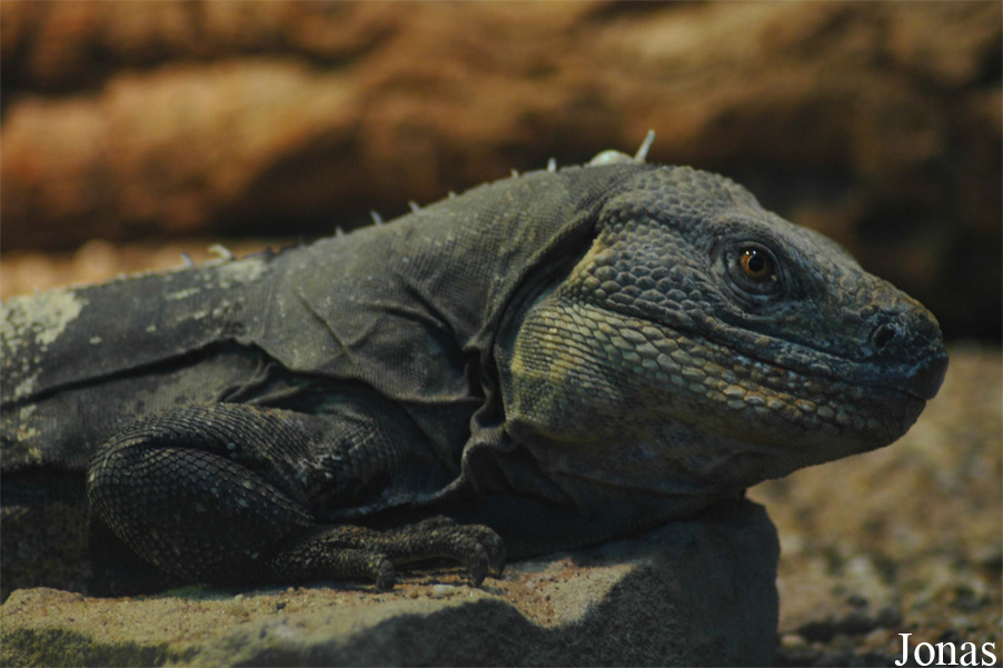 Ctenosaura melanosterna