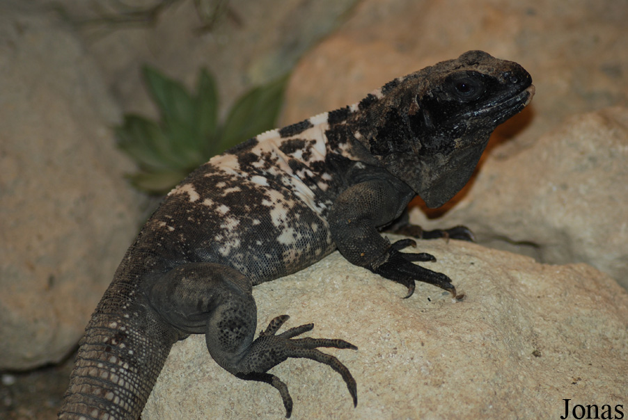Ctenosaura oedirhina