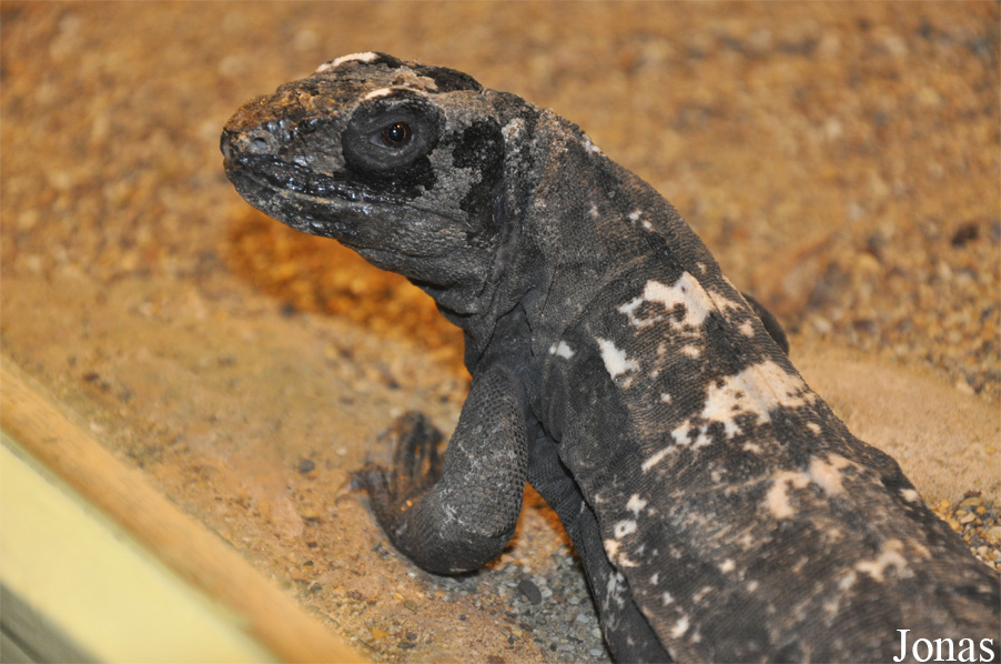 Ctenosaura oedirhina