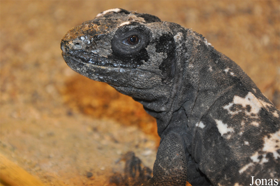 Ctenosaura oedirhina
