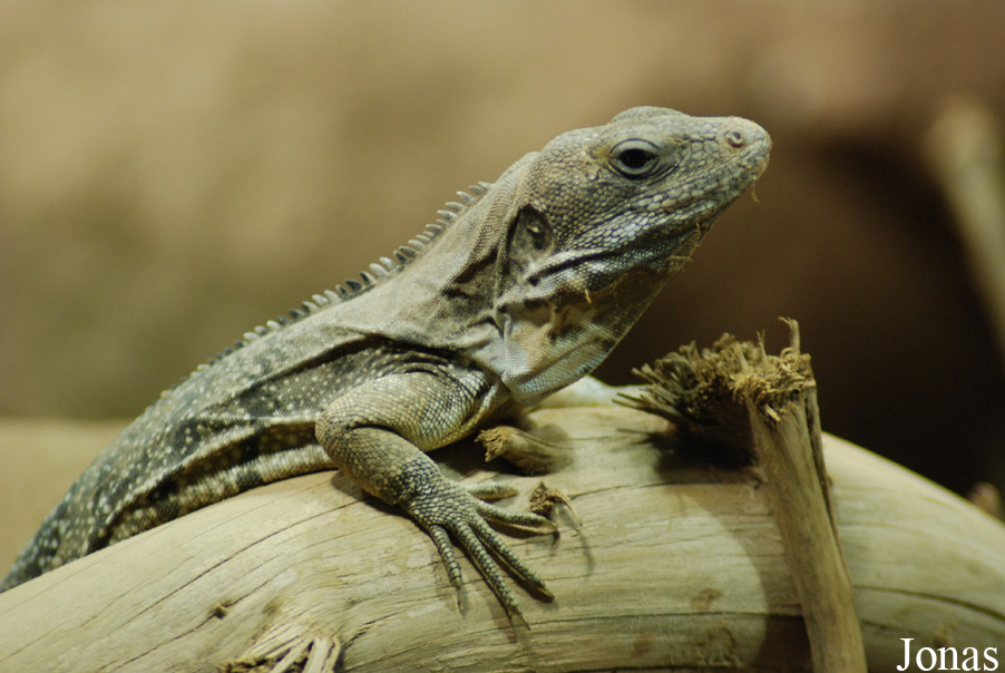 Ctenosaura quinquecarinata