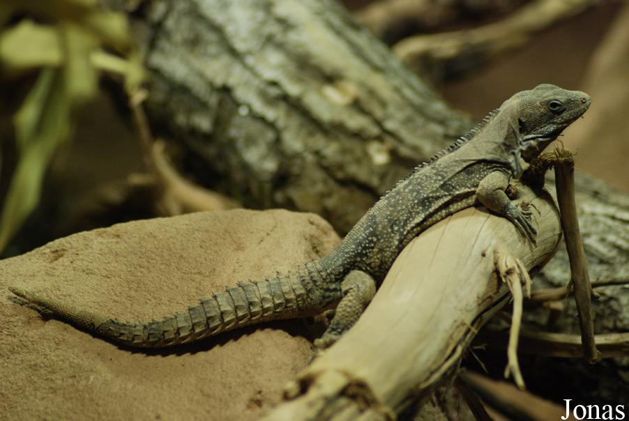 Ctenosaura quinquecarinata