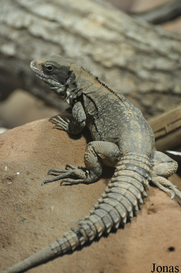 Ctenosaura quinquecarinata