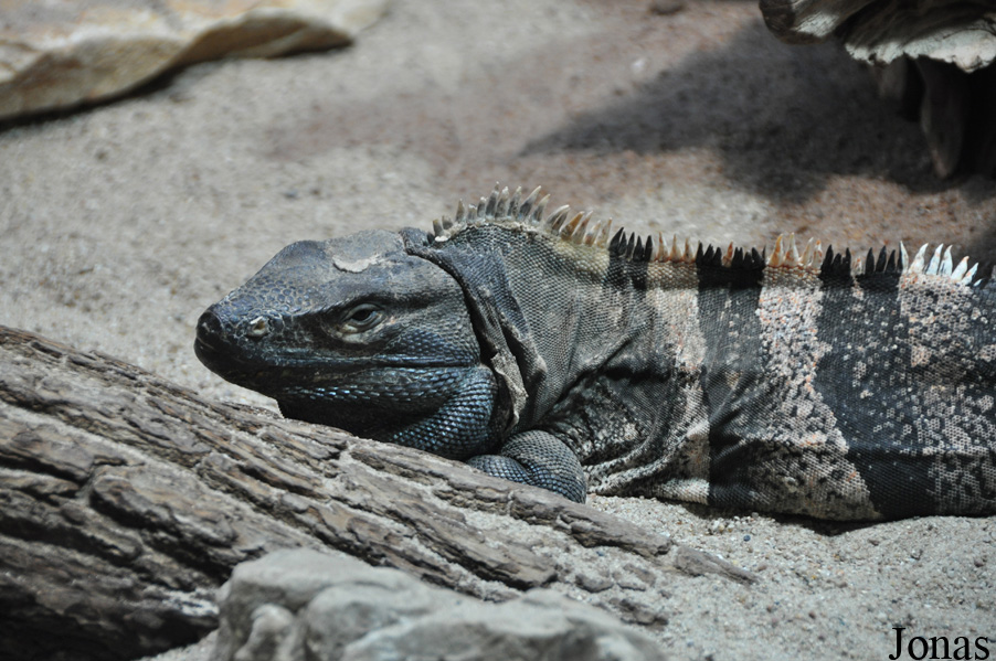 Ctenosaura similis