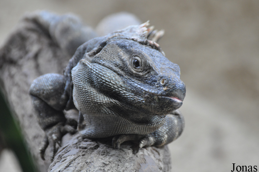 Ctenosaura similis