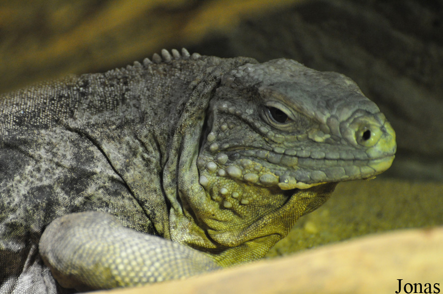Cyclura lewisi