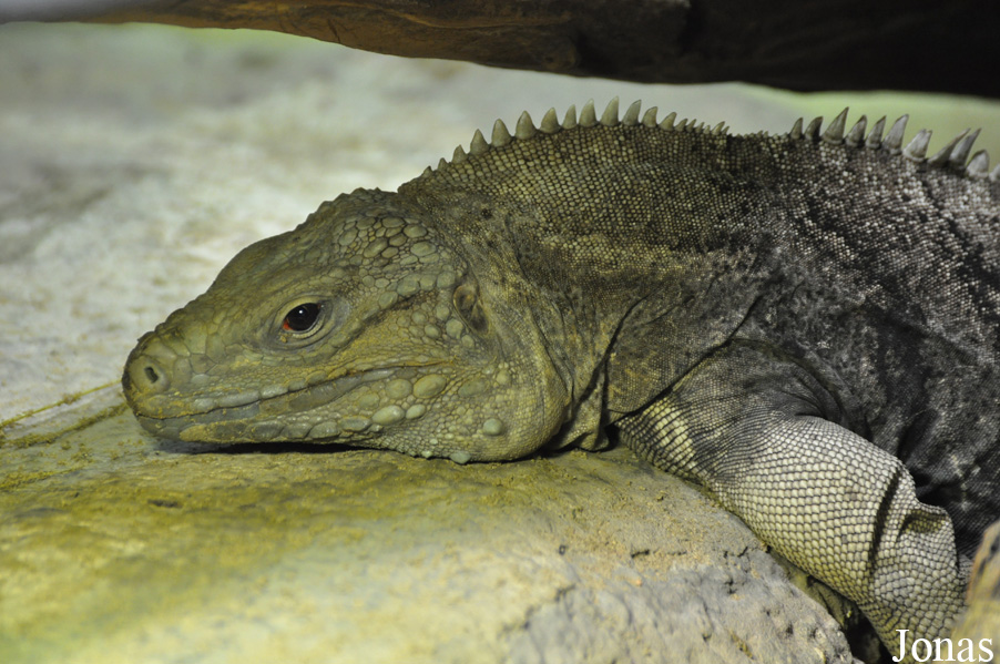 Cyclura lewisi
