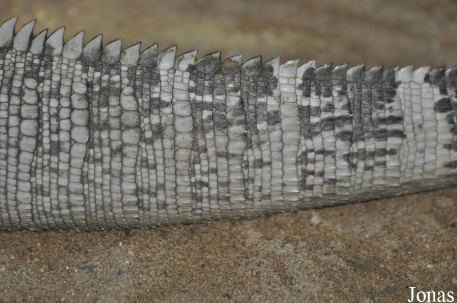 Cyclura lewisi