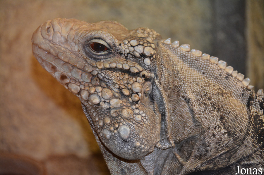 Cyclura nubila