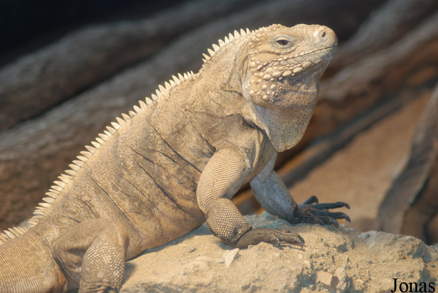 Cyclura nubila