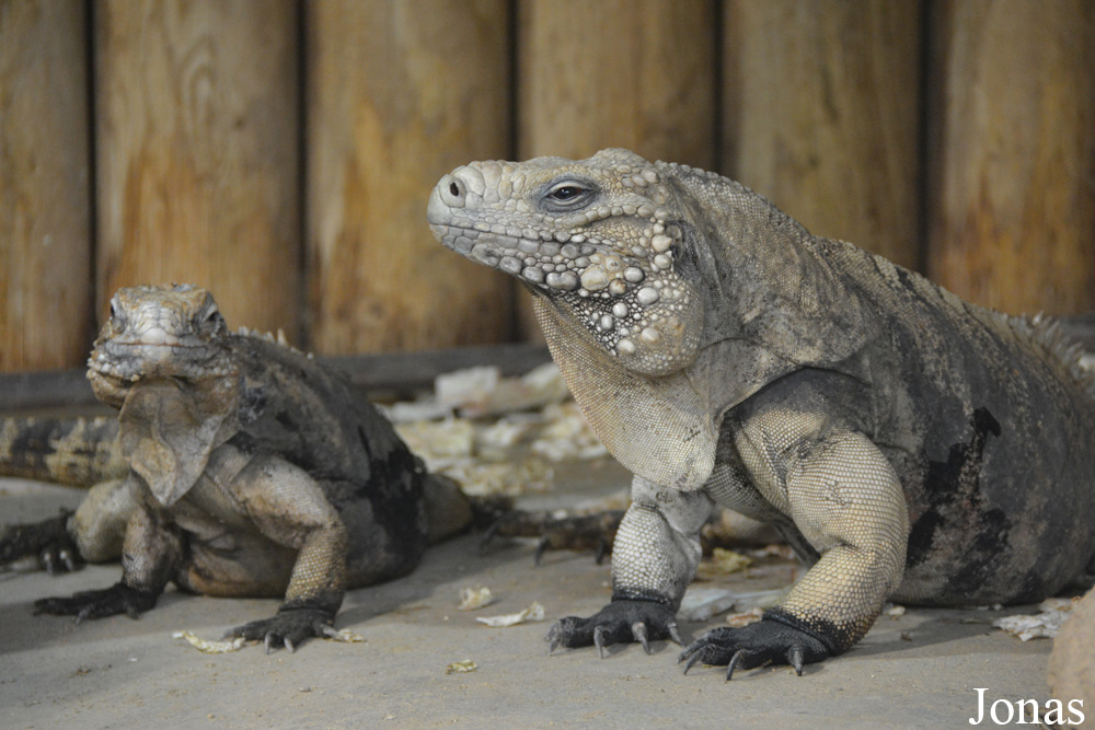 Cyclura nubila
