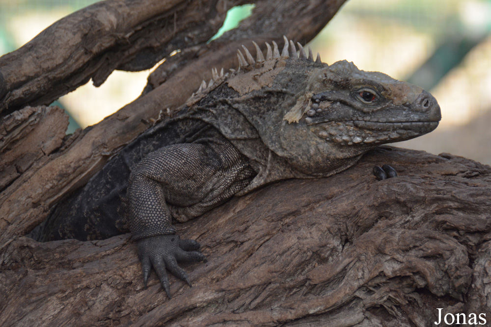 Cyclura nubila