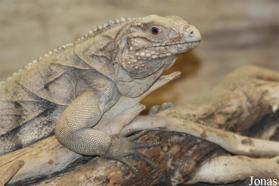 Cyclura nubila