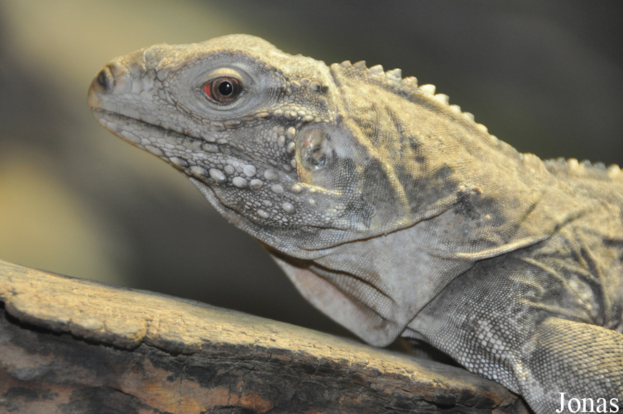 Cyclura nubila