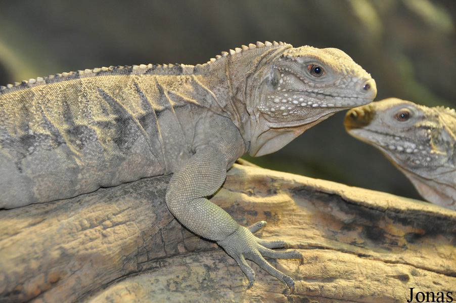 Cyclura nubila