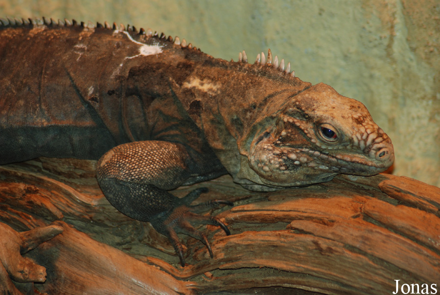 Cyclura nubila