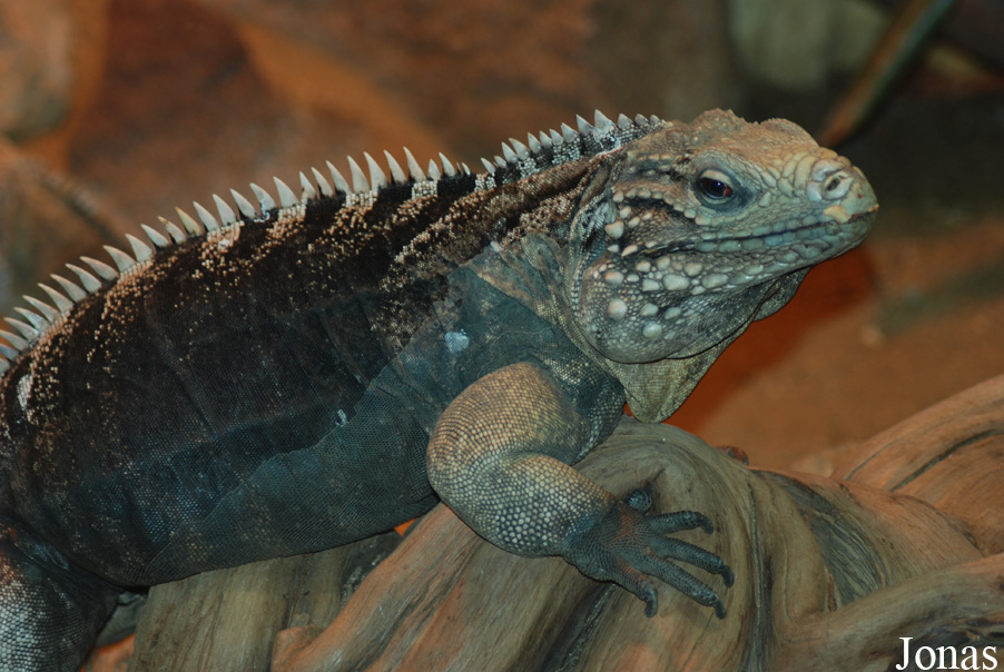Cyclura nubila