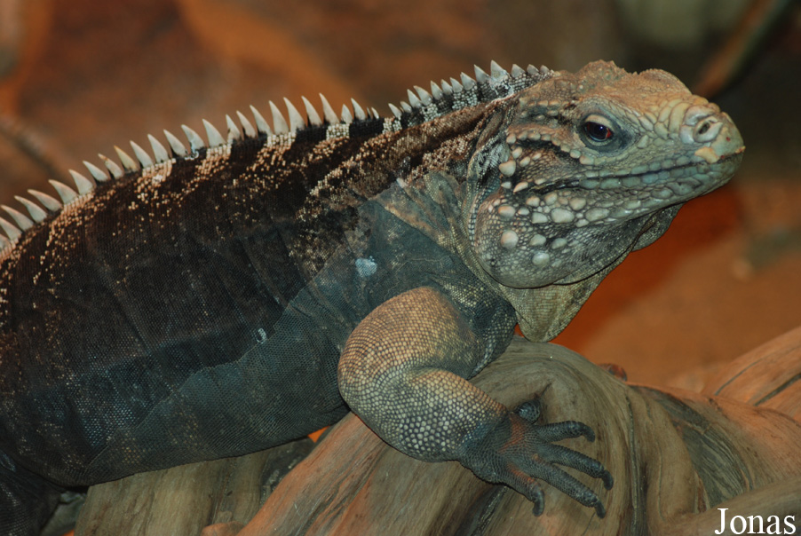 Cyclura nubila