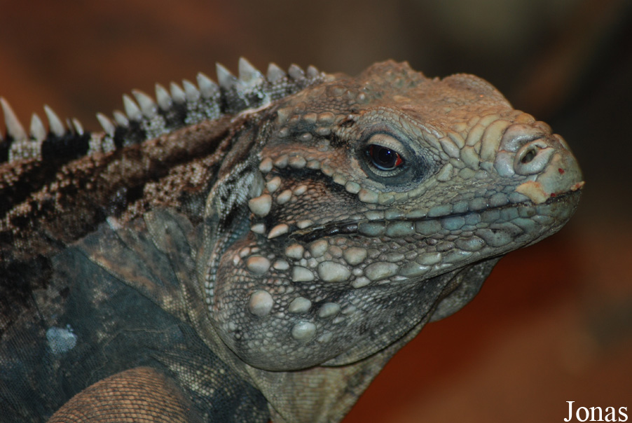 Cyclura nubila