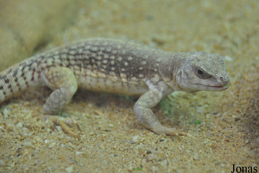 Dipsosaurus dorsalis