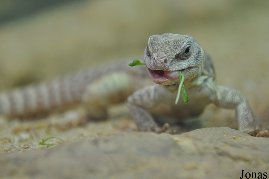 Dipsosaurus dorsalis