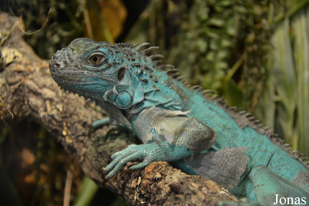 Iguana iguana