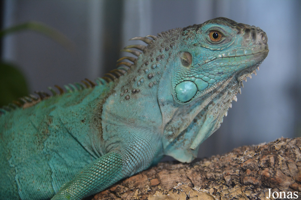 Iguana iguana