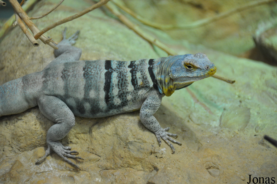 Petrosaurus thalassinus
