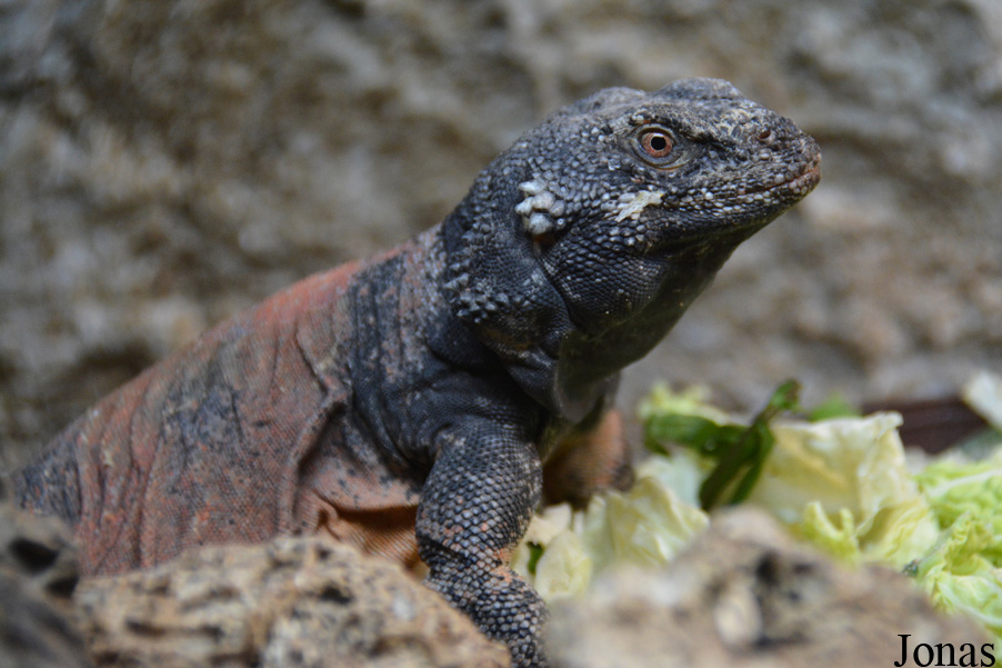 Sauromalus ater
