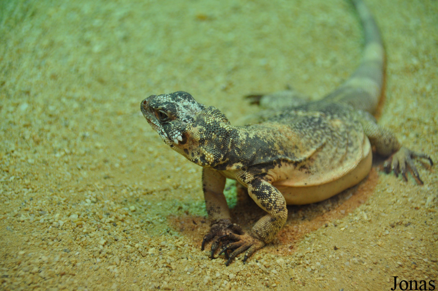 Sauromalus ater