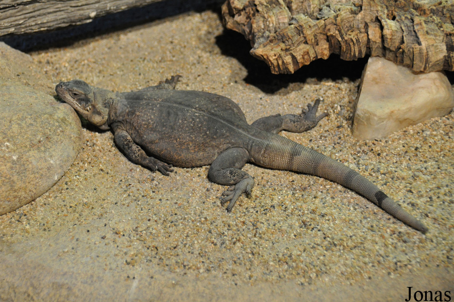 Sauromalus ater