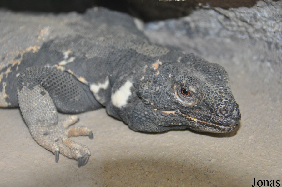 Sauromalus ater