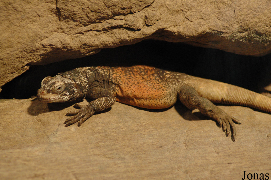 Sauromalus ater
