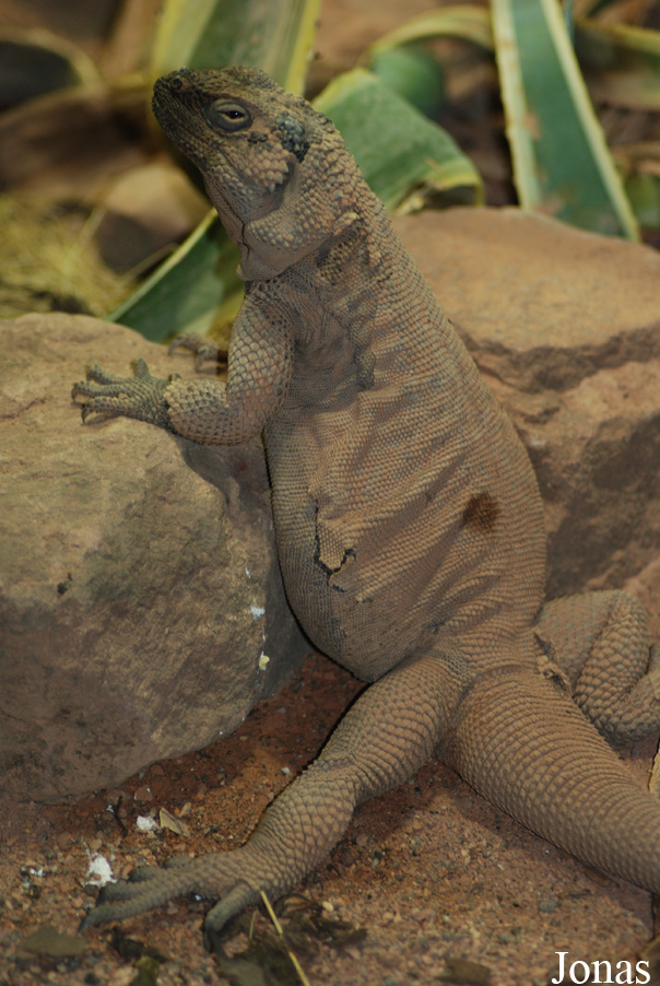 Sauromalus hispidus