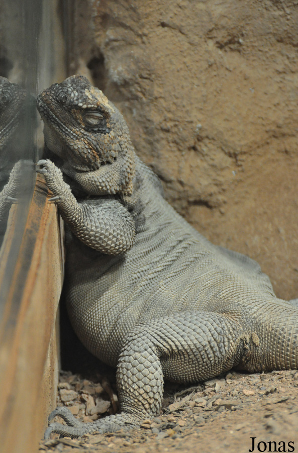 Sauromalus hispidus