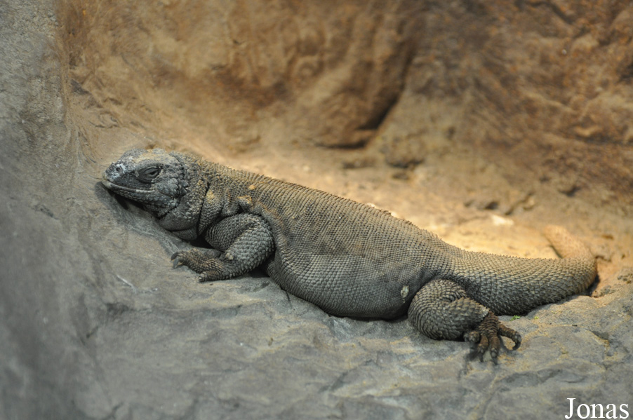 Sauromalus hispidus