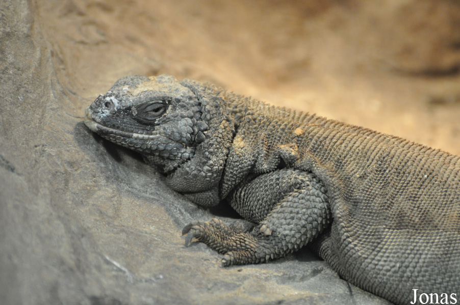 Sauromalus hispidus