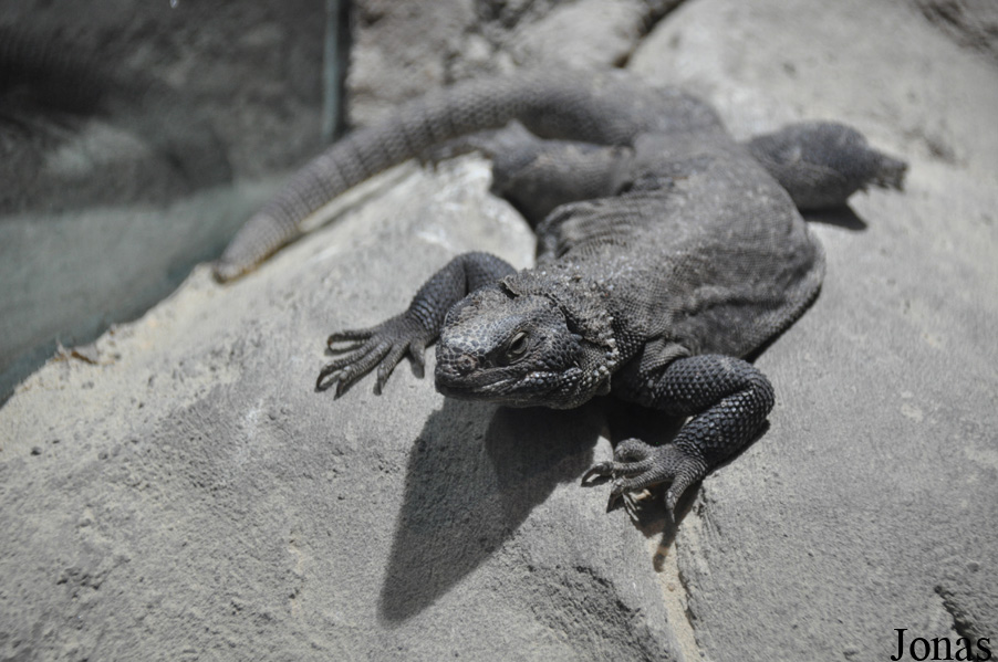 Sauromalus klauberi