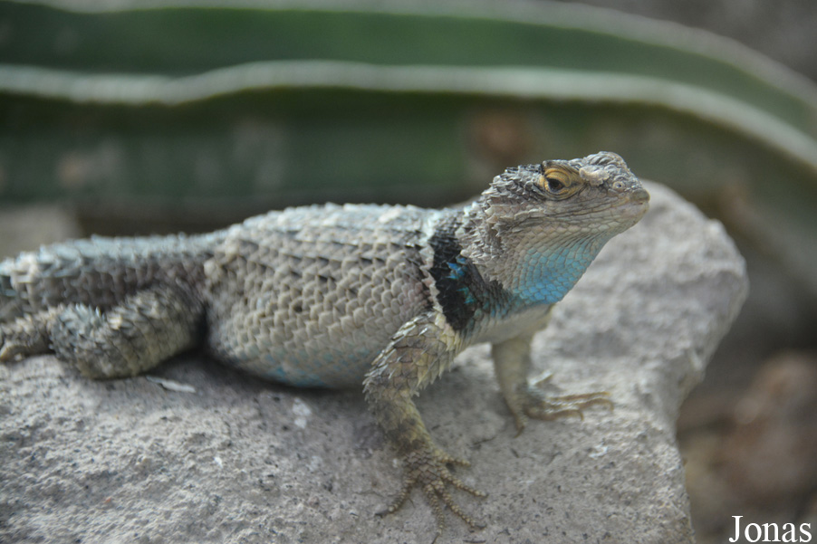 Sceloporus cyanogenys