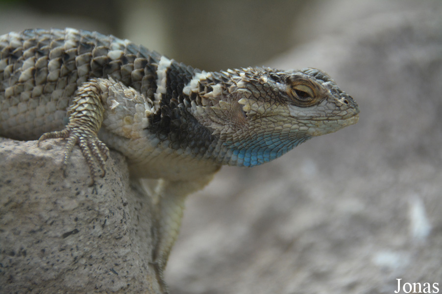 Sceloporus cyanogenys