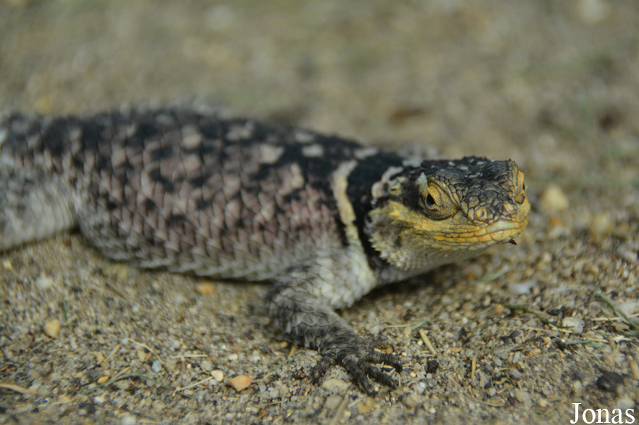 Sceloporus cyanogenys