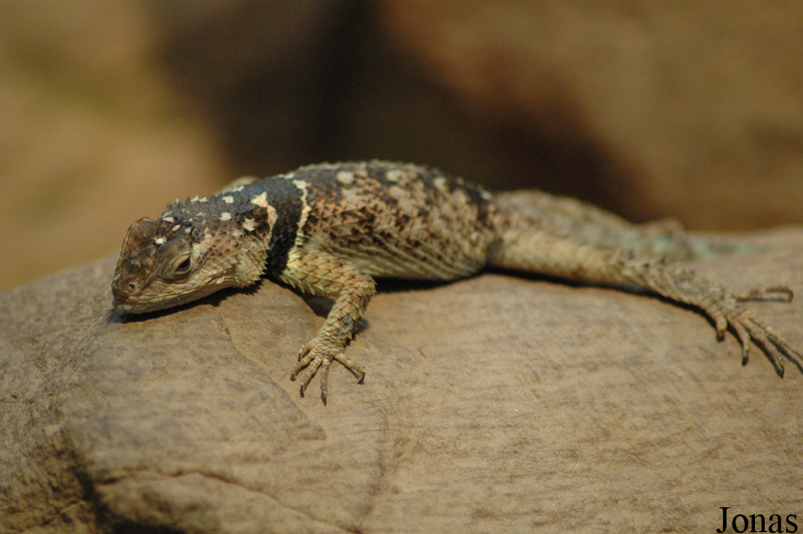 Sceloporus cyanogenys