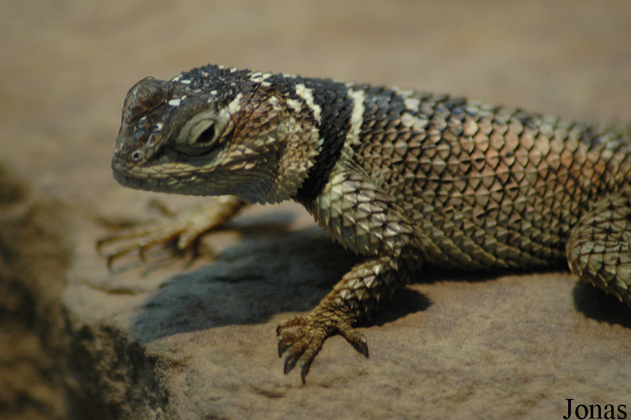 Sceloporus cyanogenys