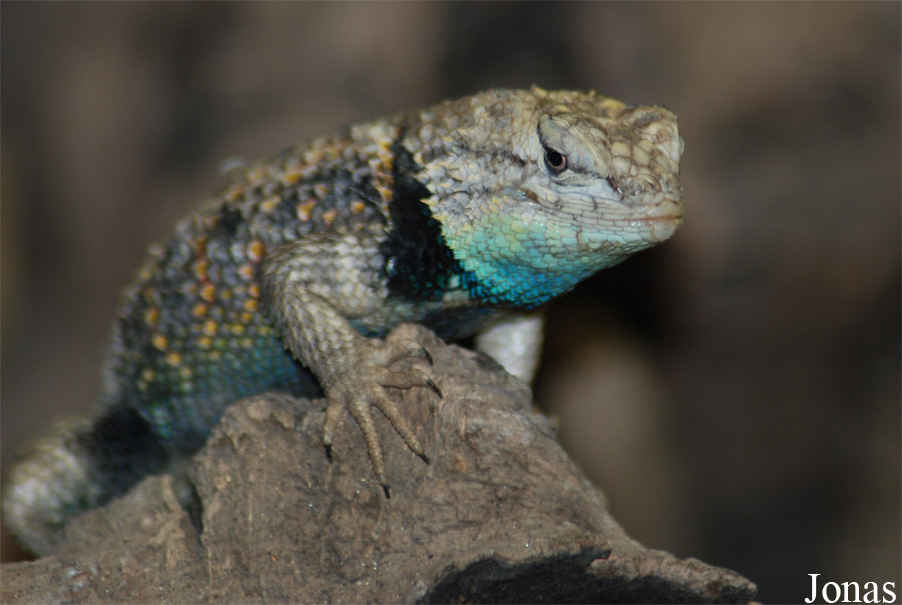 Sceloporus magister
