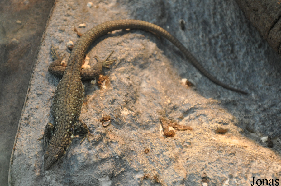 Darevskia unisexualis